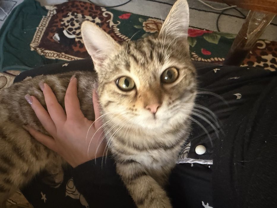 Отдам котенка подросток