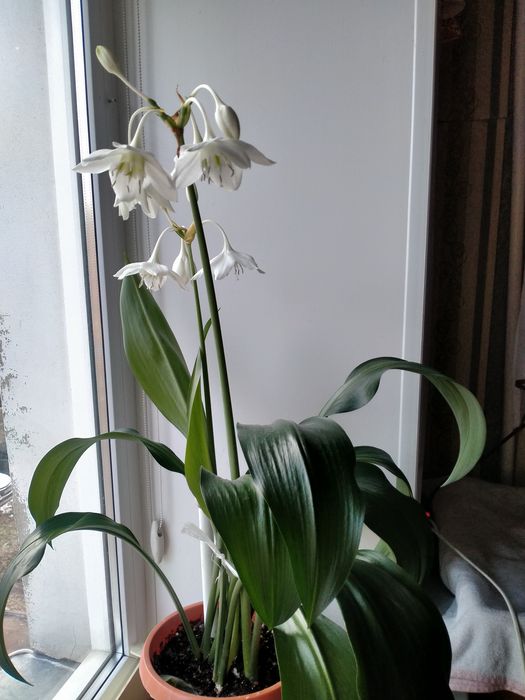 Продам комнатные цветы