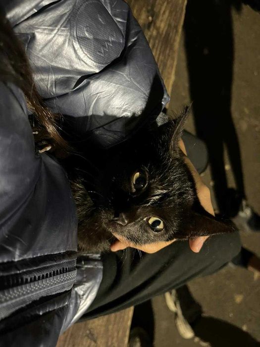 Симпатичные  КОТЯТА