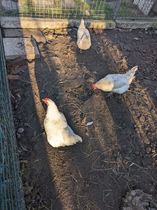 Gaini sau cocos la bresse