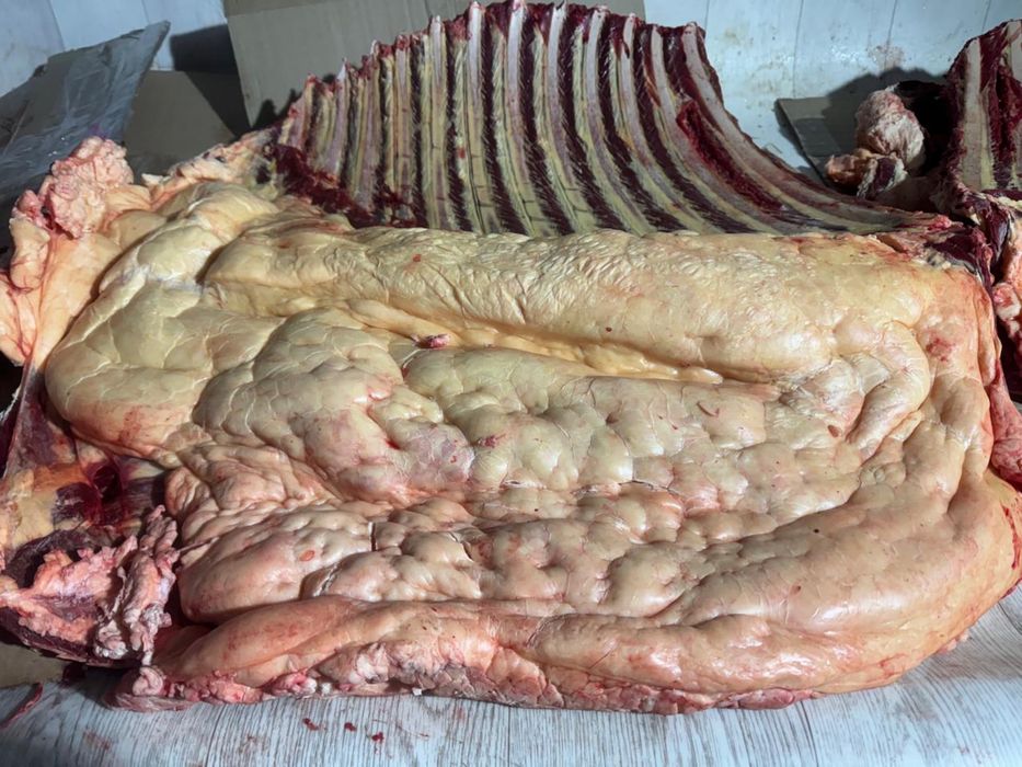 Мясо конины свежее