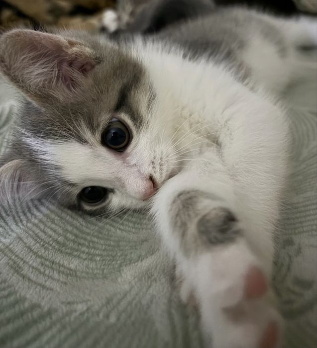 Котенок мальчик 2 месяца
