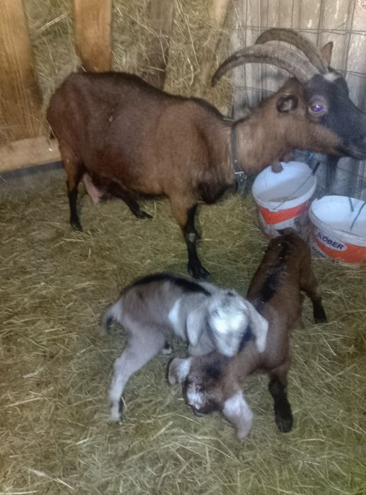 Vând două capre alpine franceze