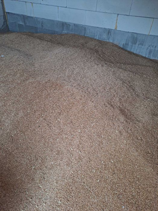 Vand porumb boabe si triticale