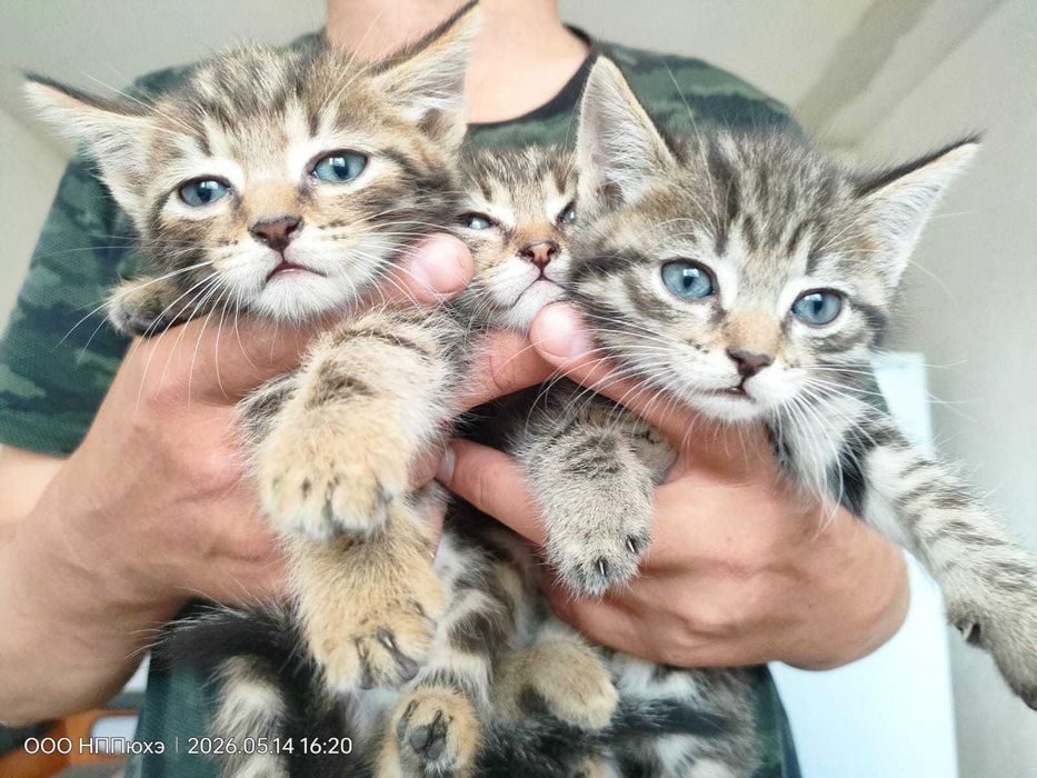 Котята умные красивые