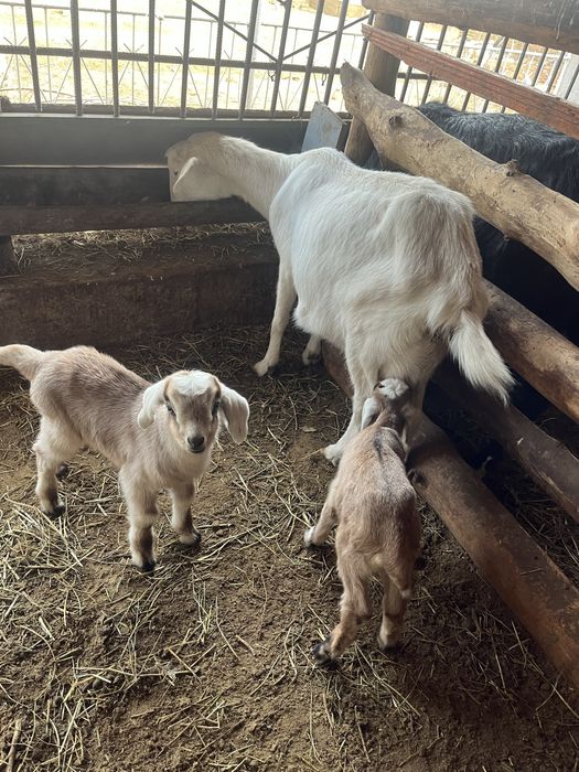 Пародный ешкылер лағымен