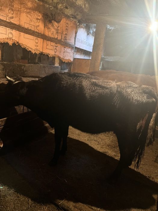 Бұқа  сатылады саудасы бар 2 бас