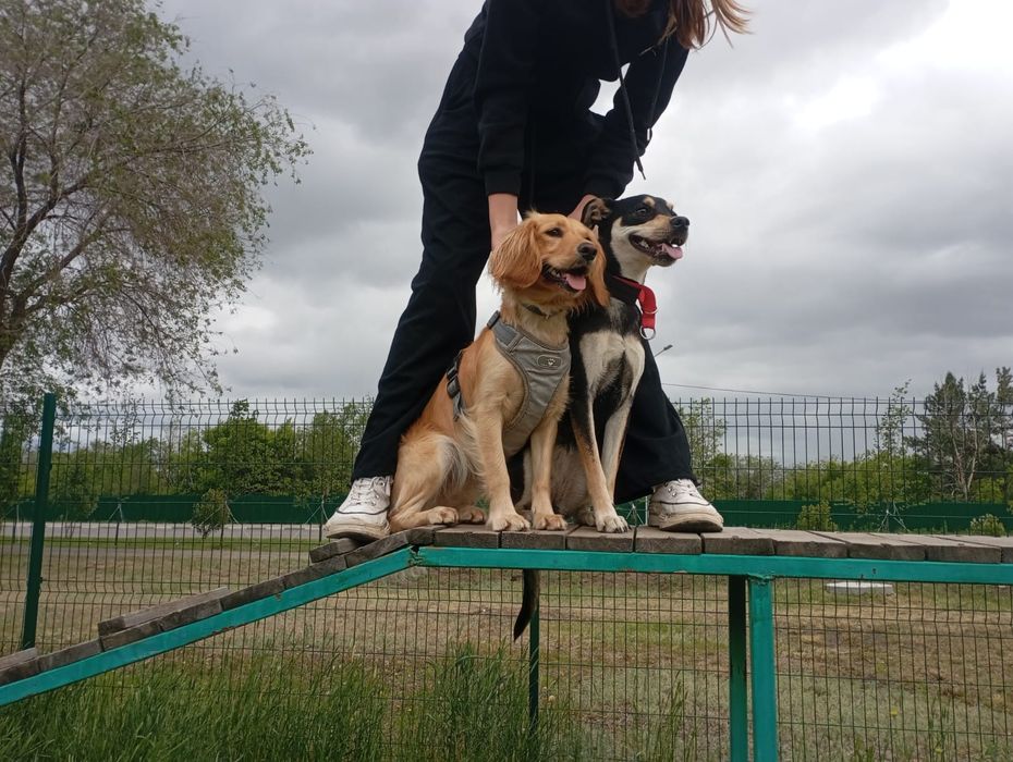 Пропала Собака, Гера