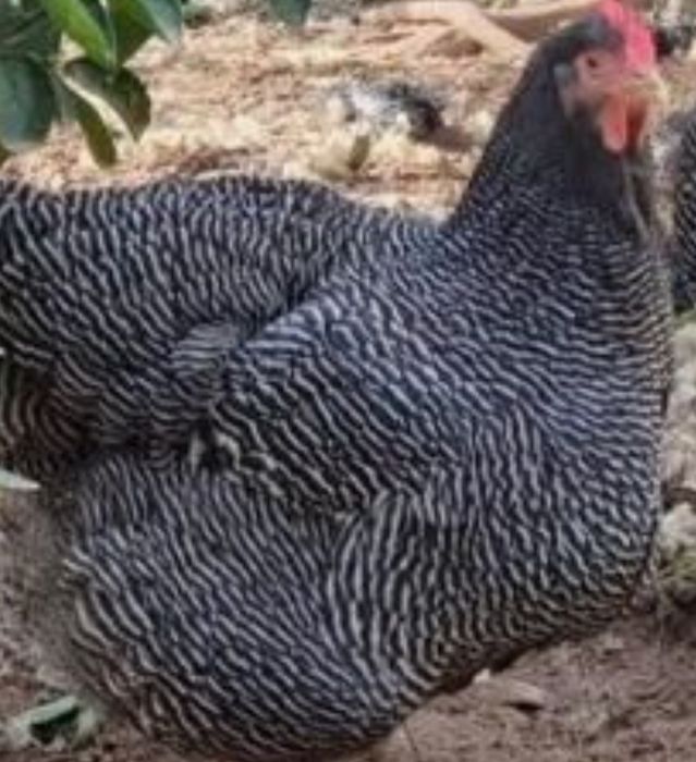 Plymouth Rock . 5 lei /buc.Ouă pentru incubat.