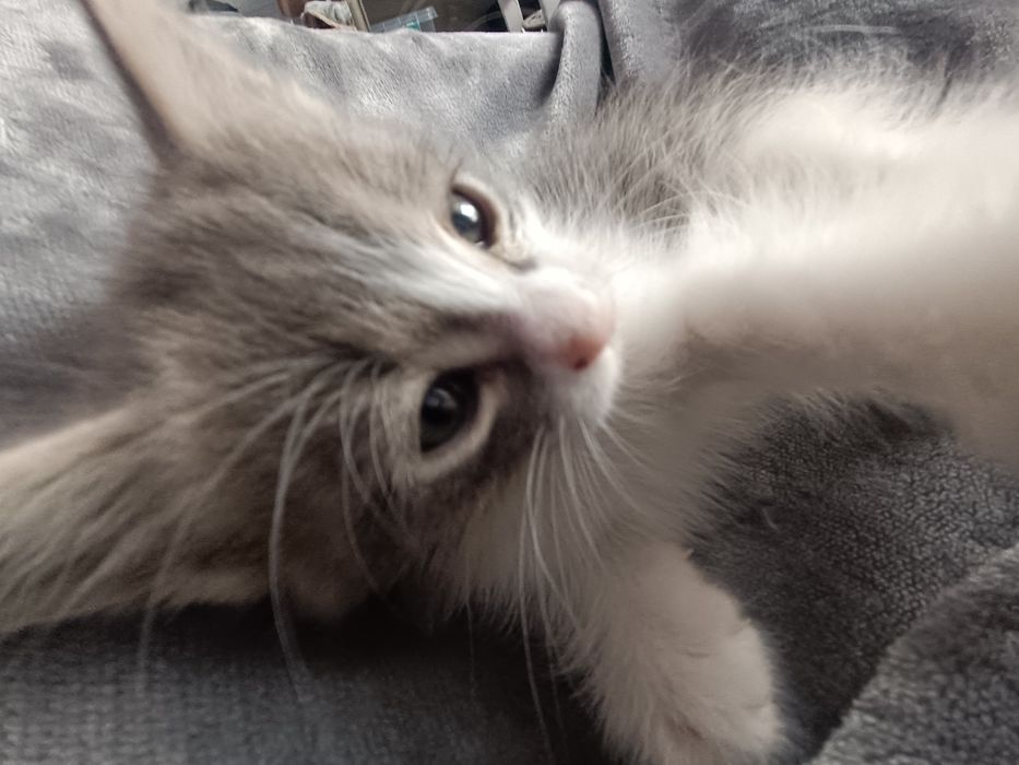 Котёнок полубританец