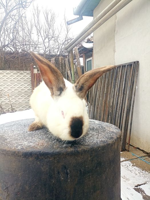 Vând iepuroi uriaș de Transilvania