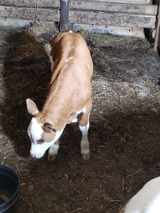 Vând vițel bălțat