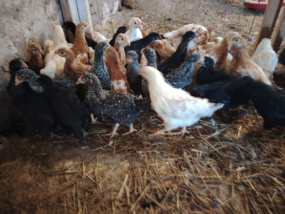 Vând puicuțe ouătoare