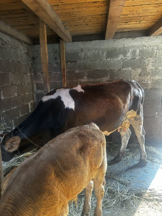 Vand vitei vaca