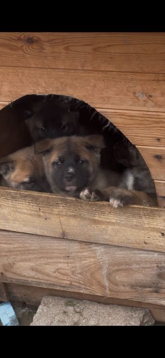 Белгийска овчарка Малиноа