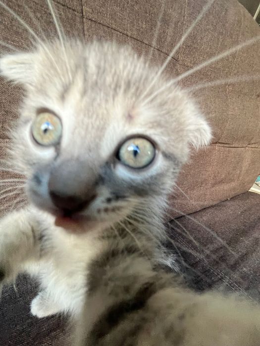 Котята вислоухие ласковые