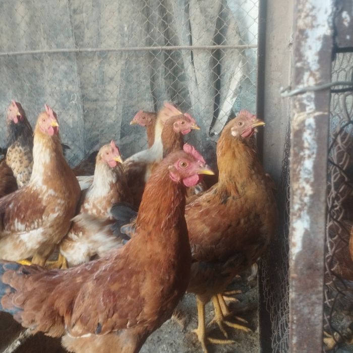 Продам куры домашние