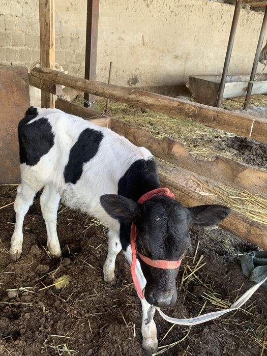 Ұрғашы голштейн бұзау сатылады