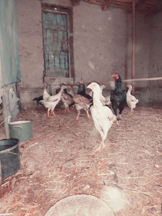 Dakan tuxmlari sotiladi