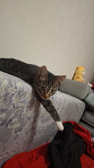 Кошка отдам  бесплатно