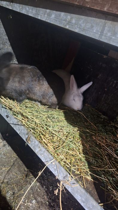 Vând iepuri : hycole francez , uriaș german ,  cap de leu