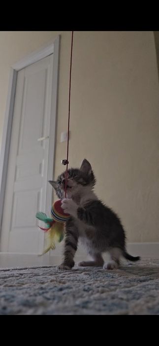 Котенок бесплатно