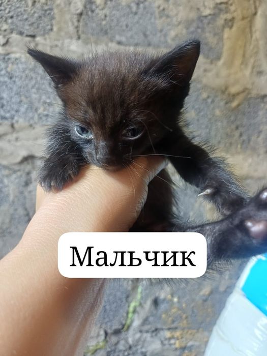 Отдаем в хорошие руки котят