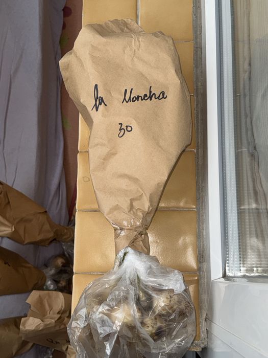 Продаем тюльпанчики к 14 февраля оптом