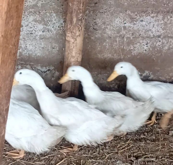 Уткалар сатылады