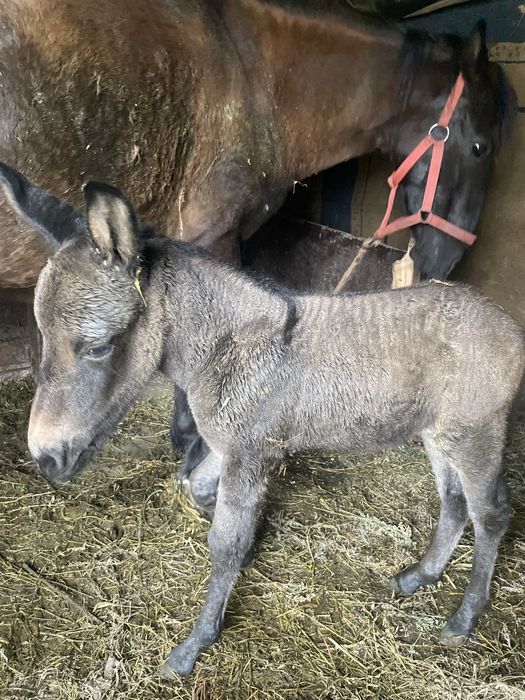 Salut baieti  vand sau  schimb cu un ponei negru   Sau