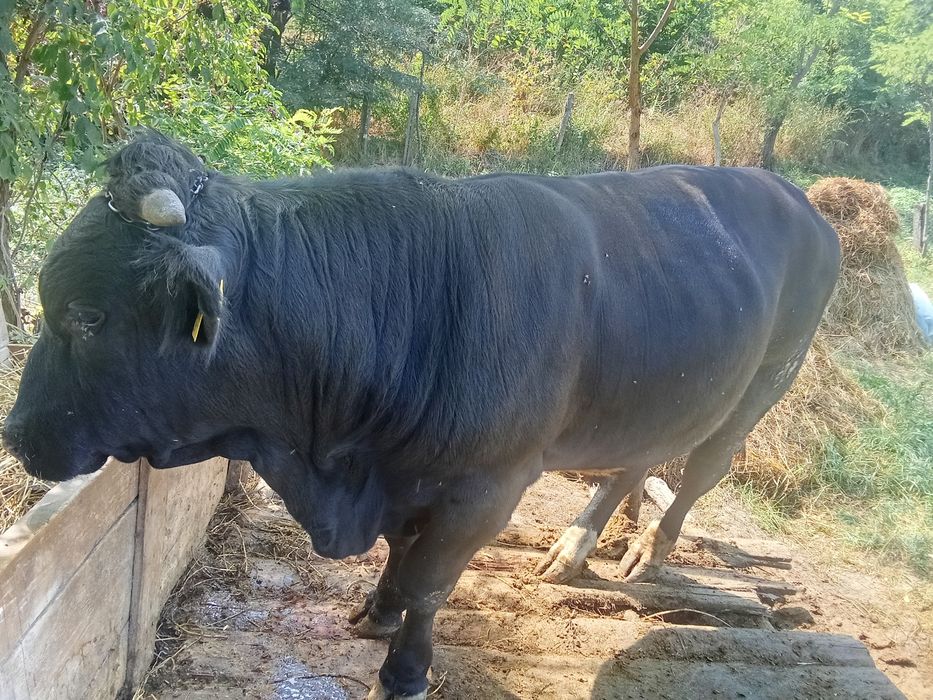 Taur angus de vânzare
