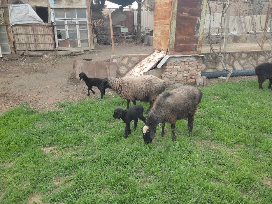 Qoʻylar Sotiladi bolasi 3 lik 2-tugʻishi qolgani tel