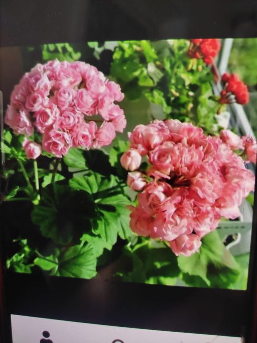 Герань зональная редкого окраса .