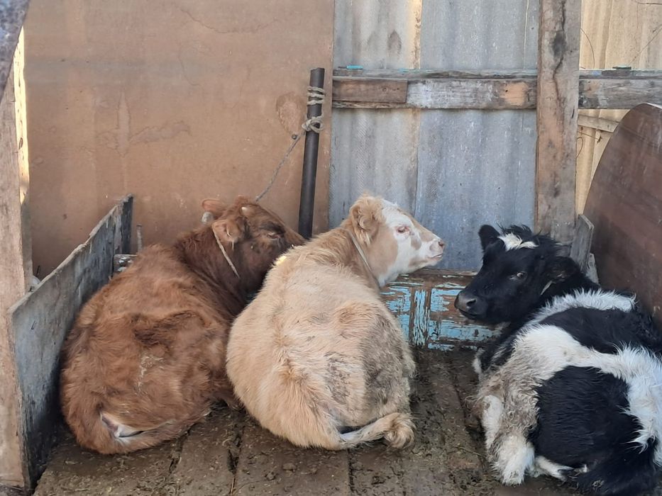 Үш тана 11  айлық узынагашта