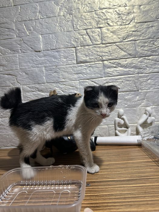 Вислоухая кошечка