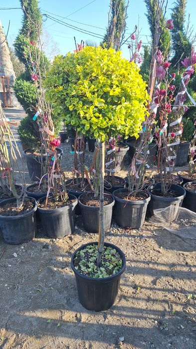 Plante ornamentale ptr gradina magnolia arțar japonezi Măslini palmier