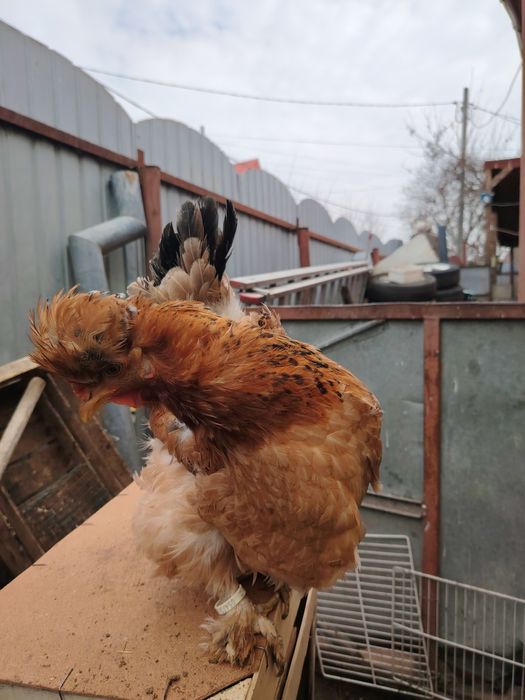 Gaini motate golașe și incaltate