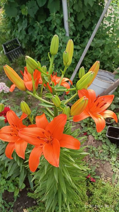 Продам многолетники