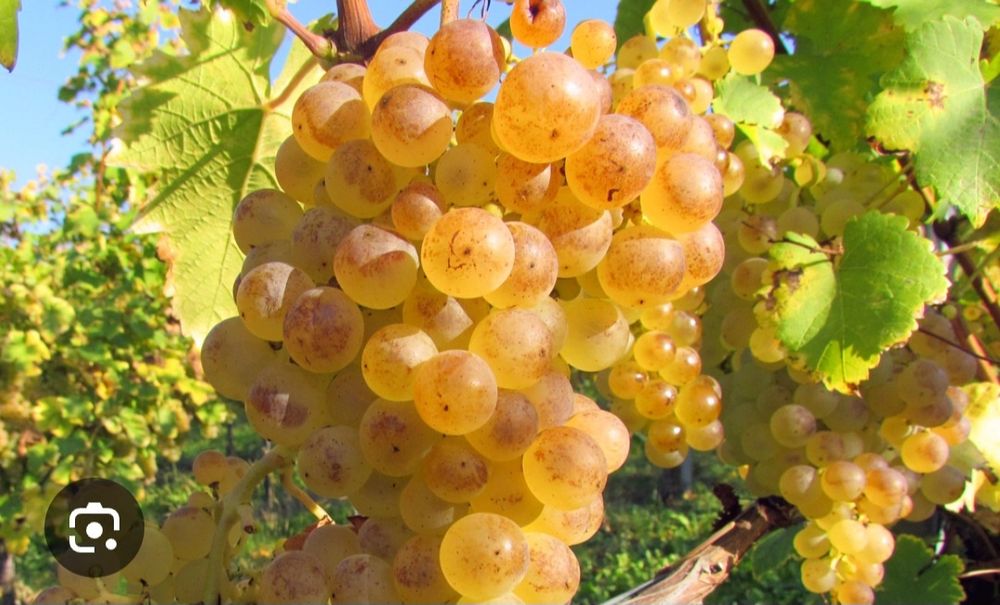 Strugurii Vrancea