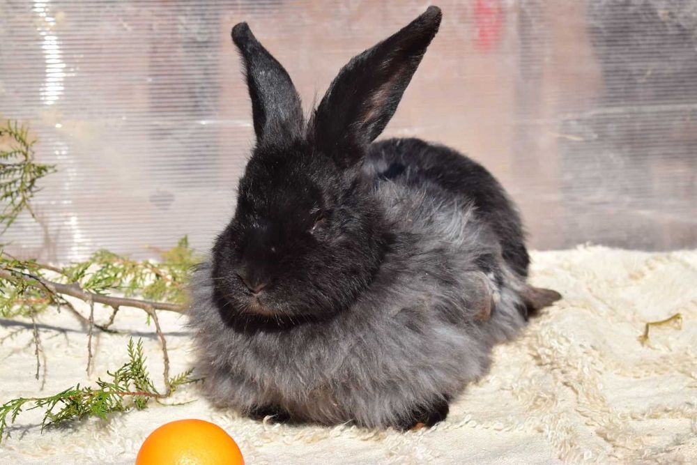 Продавам мъжки и женски зайци за разплод