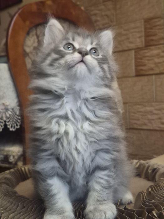 Сибирский  малыш