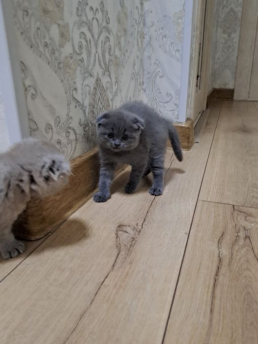 Красивые котята в добрые руки