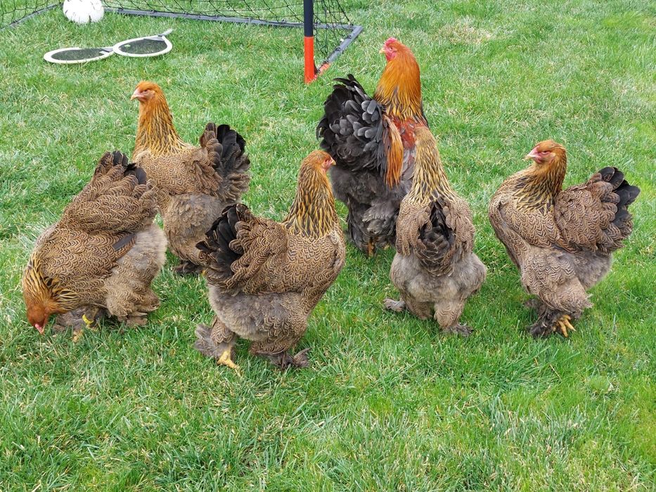 Brahma Potirinchiu