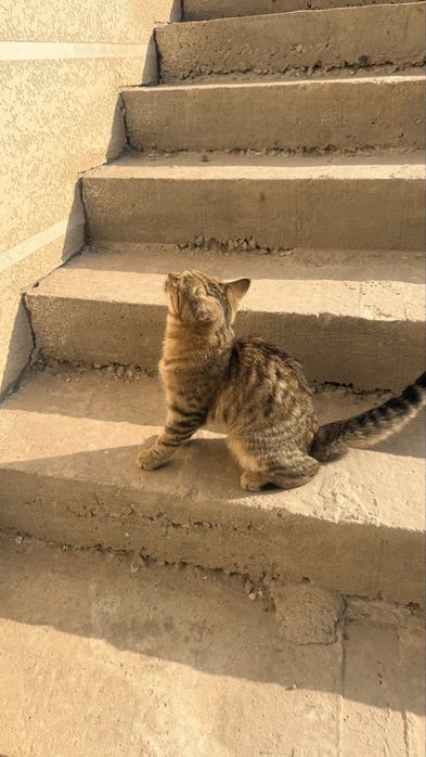 Котенок в добрые руки