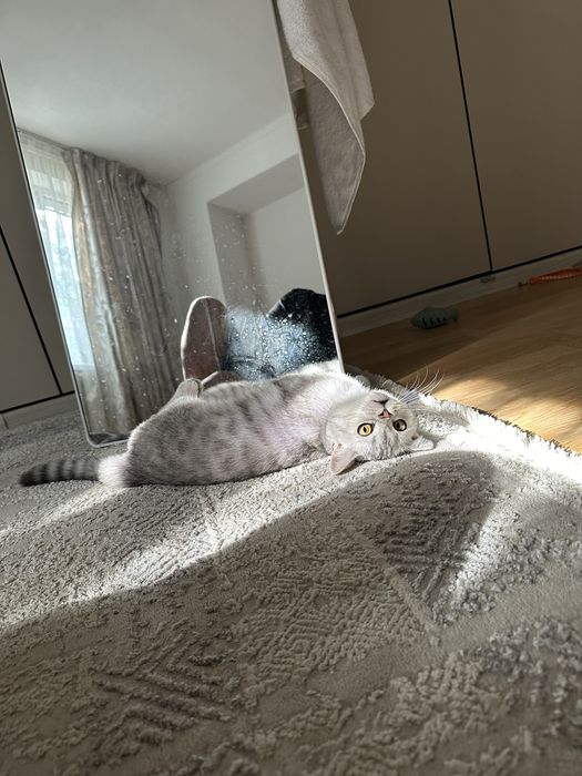Кот Британец короткошерстная
