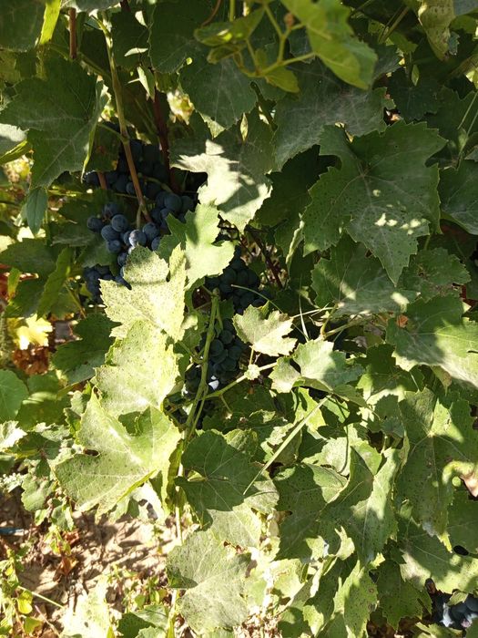 Struguri pt.vin diferite soiuri!