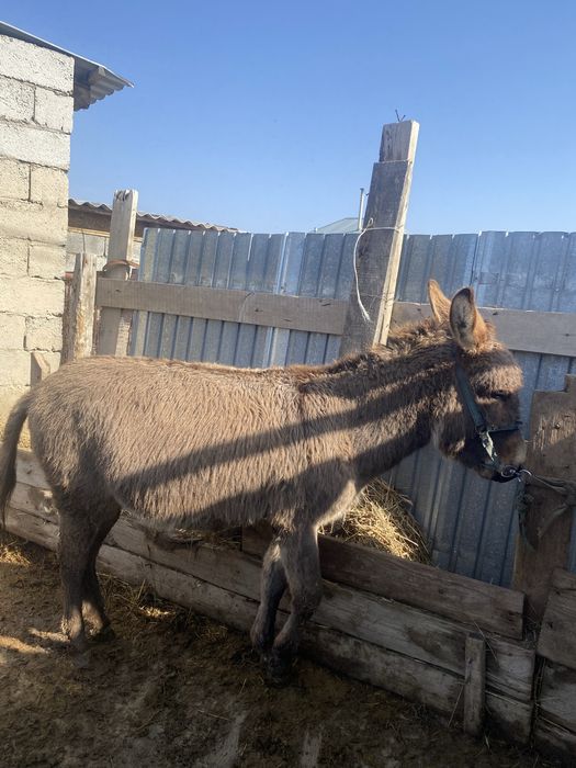 Осел есек (еркек)