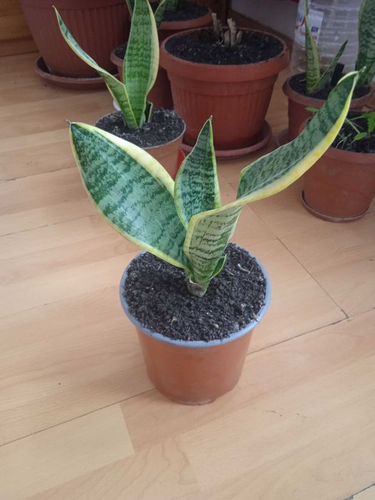 Сансевиера 2 броя