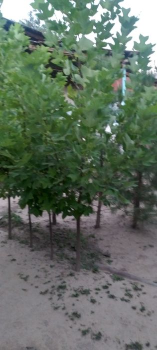 Manzarali daraxtlar sotladi