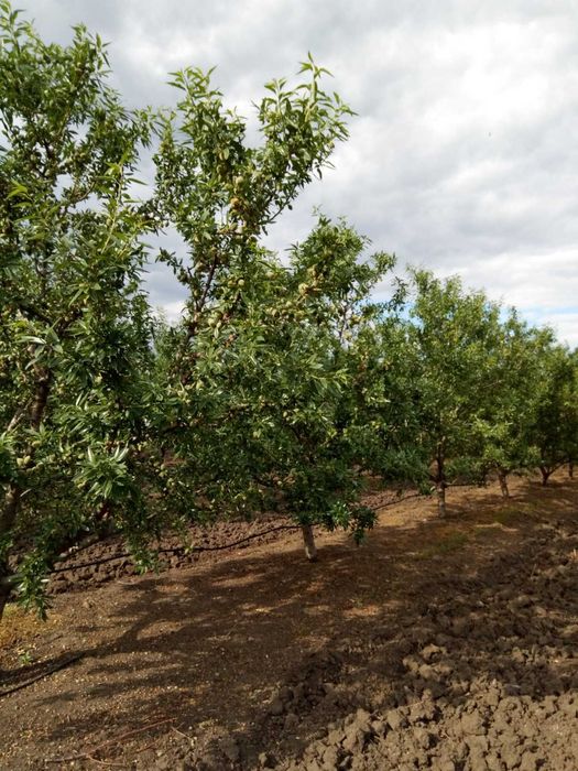 Продава се Земеделски имот в с. Черно море, Област Бургас -  кв.м за 265 €/дка - Снимка #5